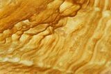 Polished Golden Picture Jasper Section - Nevada #144958-1